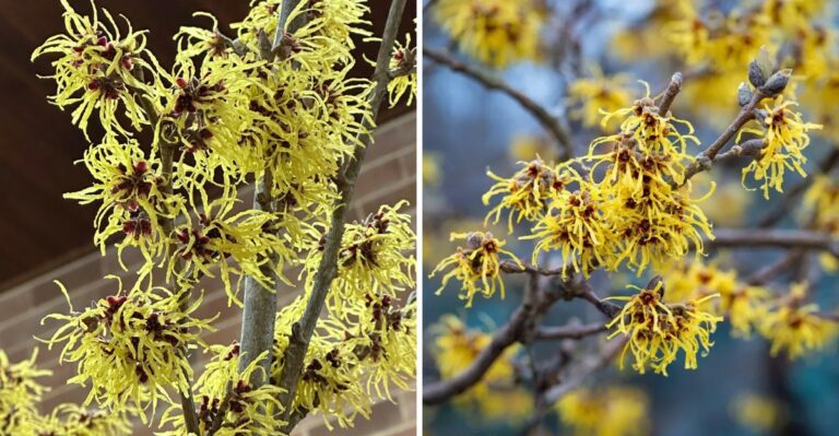 The Fall-Blooming Shrub Pennsylvania Gardeners Overlook While Everyone Else Chases Mums