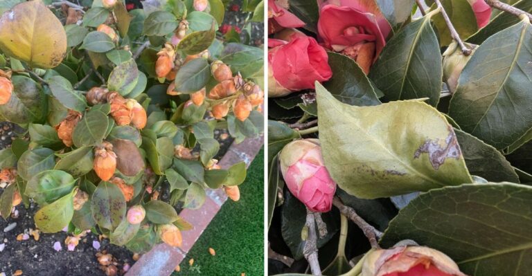 The Oregon Camellia Problem That Starts Before Winter Arrives