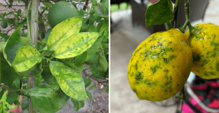 The Citrus Disease So Serious California May Force You To Remove Your Tree