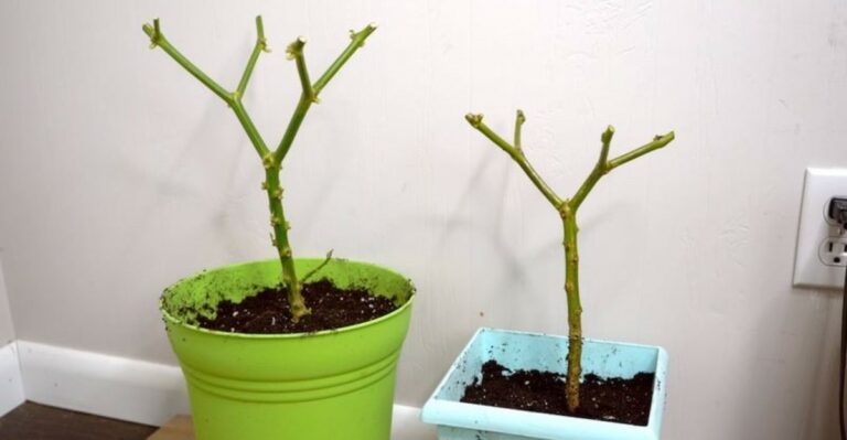 Missouri Gardeners Don’t Have To Throw Out Their Pepper Plants This Fall