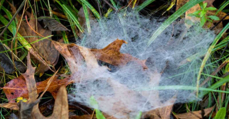 Something Is Spreading Funnel Shaped Webs Across Kentucky Grass