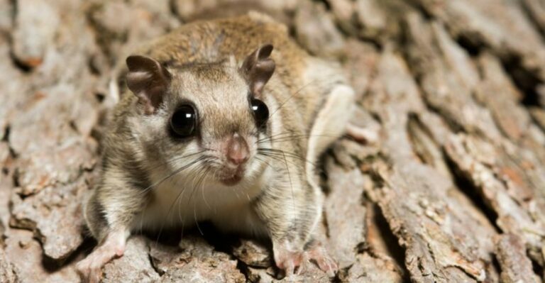 The Midnight Noises In Your New Jersey Attic May Belong To An Animal That Sails Between Trees