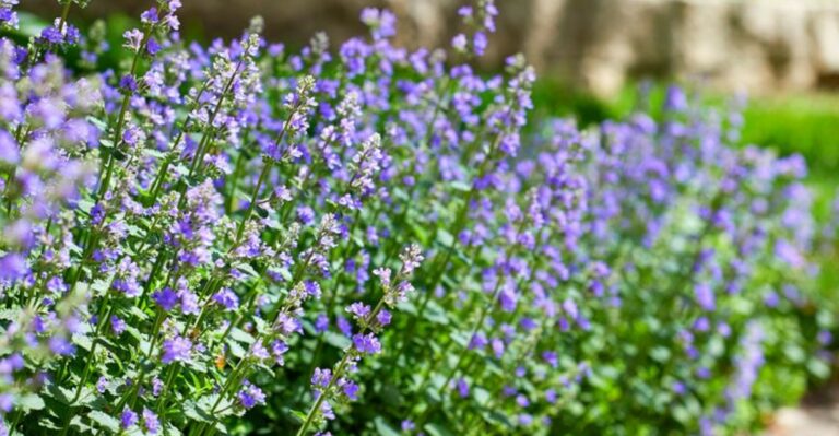 Pennsylvania Yards With Fewer Bugs Often Have This Growing Along The Fence