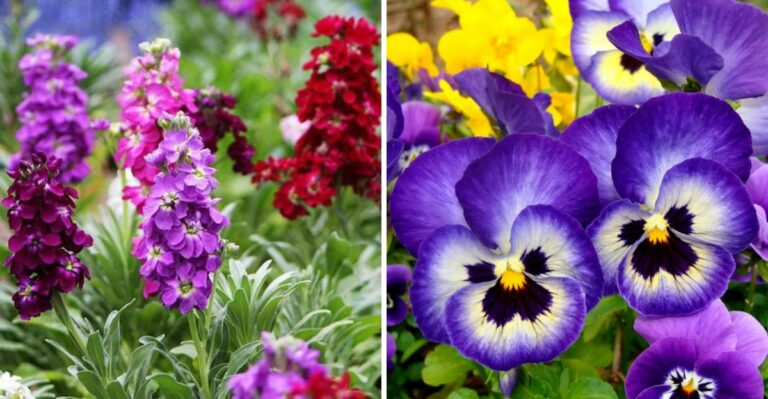 8 California Garden Plants That Can Handle A Sunny Winter Garden