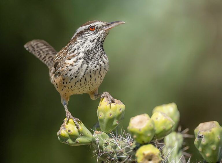 What a Wren’s Visit Can Mean in an Arizona Yard