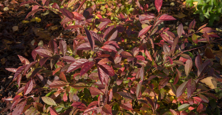 virginia swetspire fall
