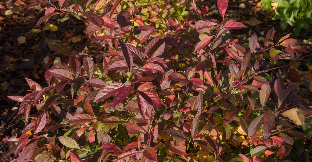 virginia swetspire fall