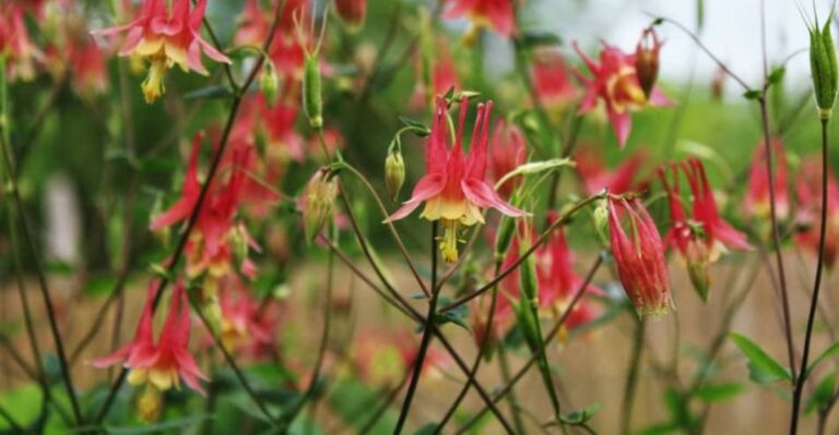 Native Columbine Planted This Fall Rewards Georgia Gardens Next Spring