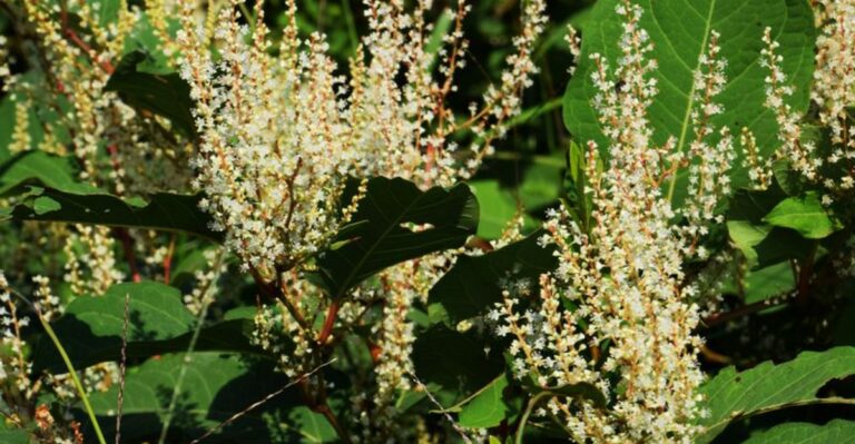 Don’t Touch This Beautiful But Invasive Michigan Flower Spotted This September