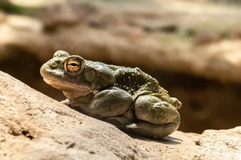 One Sonoran Desert Toad Can Eat Plenty Of Arizona Yard Insects – Here Is What The Evidence Actually Shows