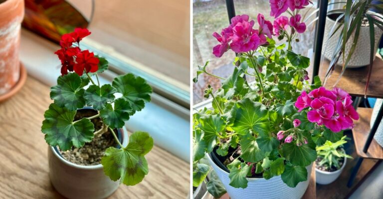 The Underrated Porch Plant Texans Bring Inside Before The First Cold Snap