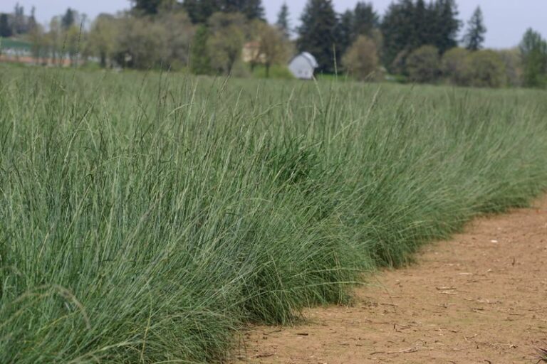 Skip Thirsty Bermuda Lawns and Plant This Oregon Native Grass Instead