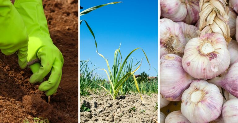 Avoid These 12 Garlic Planting Mistakes for Bigger, Healthier Bulbs Next Summer