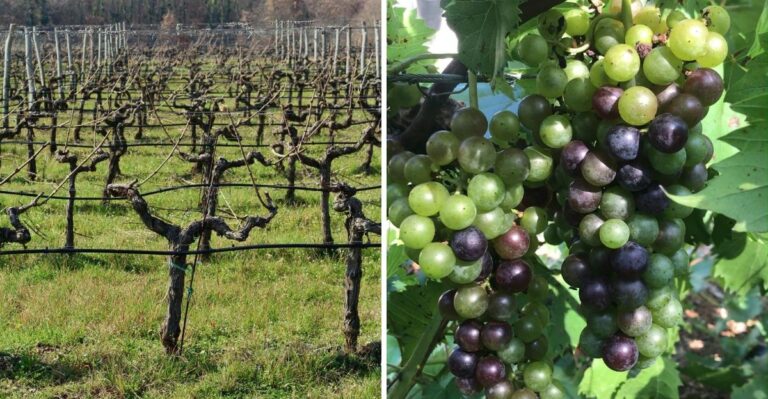 The One Thing North Carolina Muscadine Vines Need Before September Ends