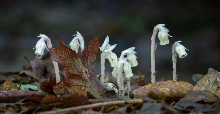 A Ghostly White Plant With No Green In It Is Rising From New Jersey’s Forest Floors Right Now