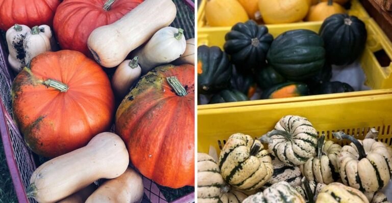 How To Cure And Store Michigan Winter Squash And Pumpkins So They Last Through The Cold Months