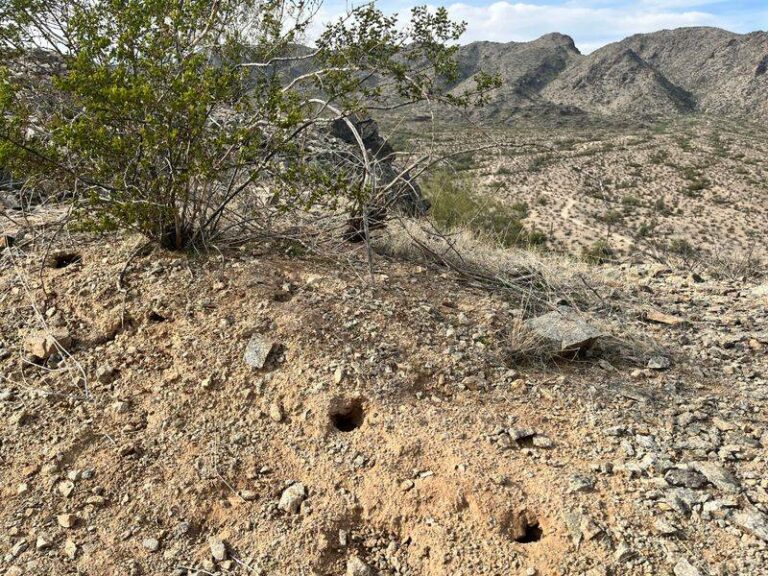 Are Arizona Homeowners Really Seeing Armadillo Holes This Fall? What the Evidence Actually Shows