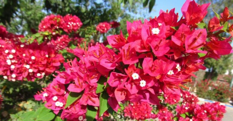 Your Florida Bougainvillea May Need Less Care In September, Not More