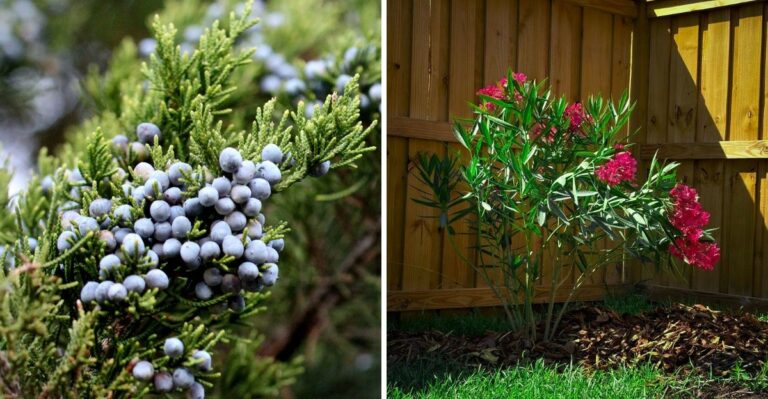 Texas Fence Line Plants That Create An Expensive Privacy Screen