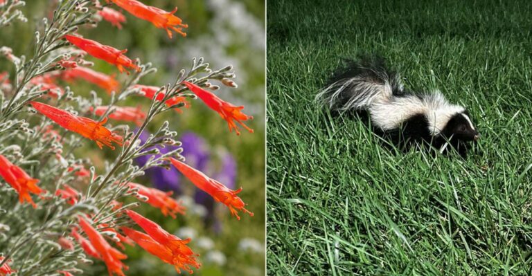 The California Yard Plant That Keeps Skunks From Digging Without A Single Trap