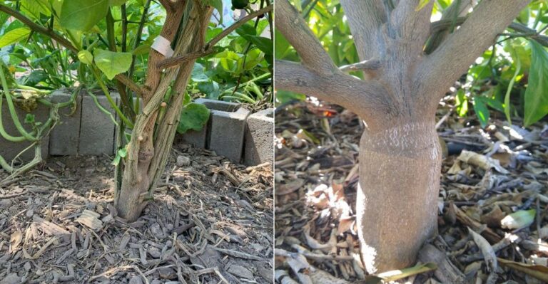 The Citrus Graft-Line Problem California Gardeners Often Notice Too Late