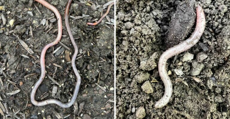 Never Ignore Thrashing Worms In Your Ohio Garden Soil