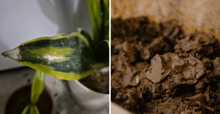 The Snake Plant Symptom That Starts In The Soil, Not The Leaves