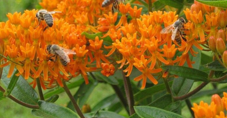 The One Thing North Carolina Butterfly Weed Needs Before September Ends