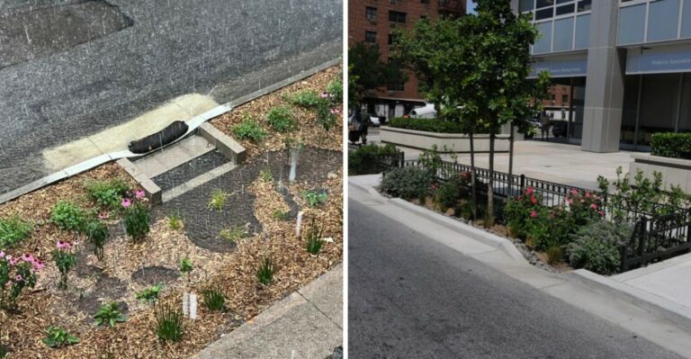 What New York Rain Gardens Need Before September Ends