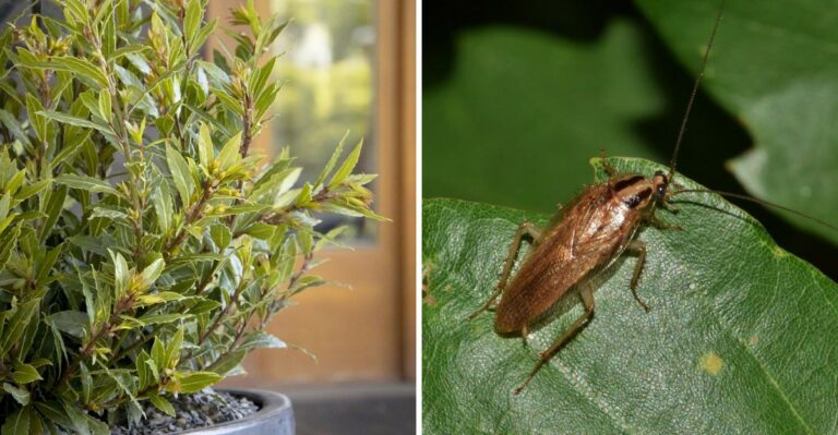 The Pennsylvania Plants That Actually Repel Roaches From Getting Near The House
