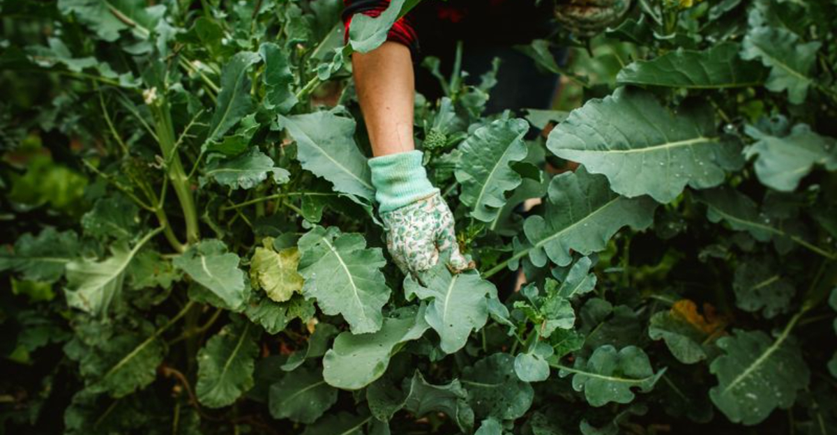 hand with glove in vegetable garden