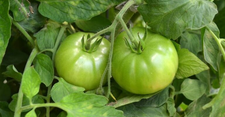 two green tomatoes on a stem