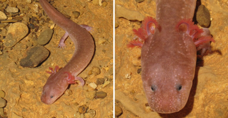 The Tennessee Creature That Calls Underground Rivers Home