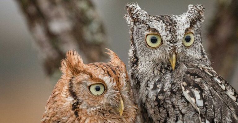 Why Eastern Screech Owls Choose Some Florida Yards For Nesting