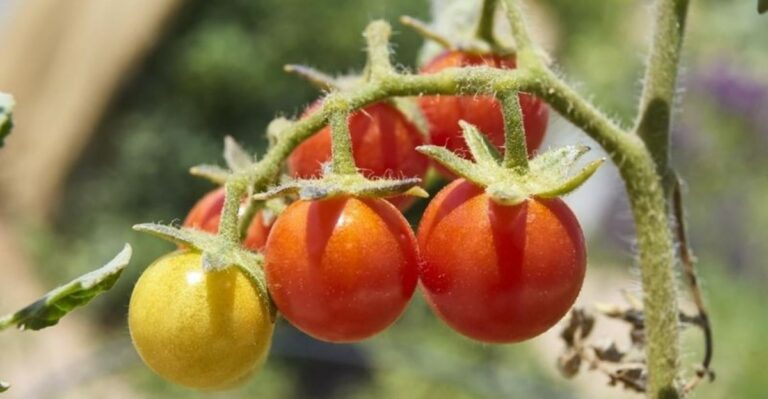 Basil Near Arizona Tomatoes May Help With Whiteflies, But Timing And Care Matter More