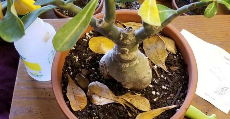 Why Florida Desert Rose Leaves Start Falling In Early Fall – And When It’s Actually Normal