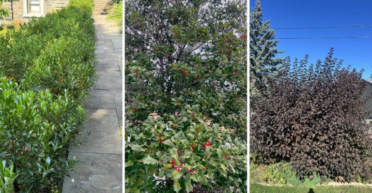 8 Native New York Hedges That Give You Privacy Without Constant Trimming