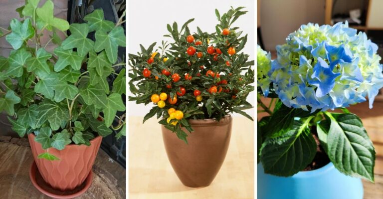 Avoid Bringing These Unlucky Plants Indoors This Fall In Virginia