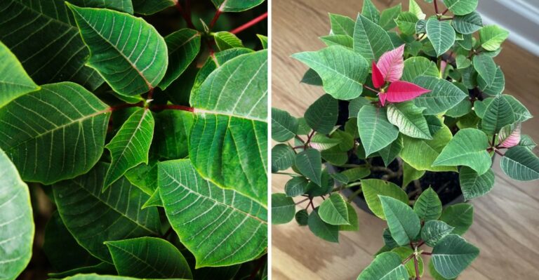 9 Mistakes That Keep Your Poinsettia From Turning Red