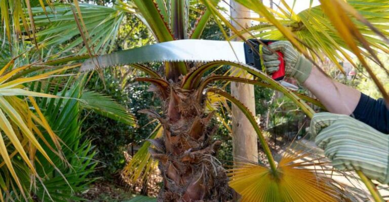 The Palm Fronds You Should Never Remove Before A Florida Hurricane