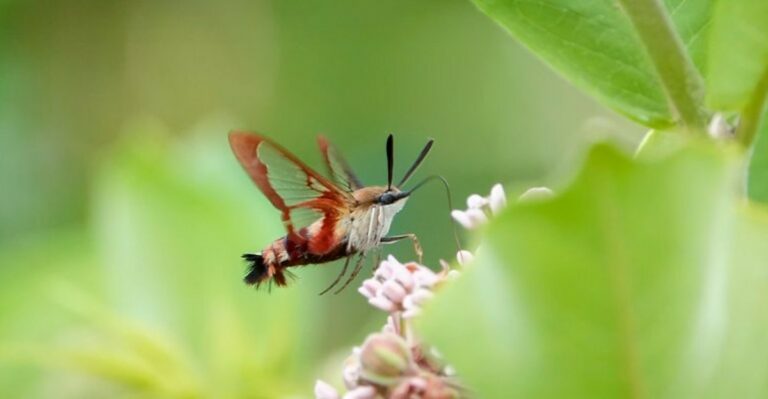 Hummingbird Look-Alike Moths Are Fooling Gardeners Across Tennessee This September