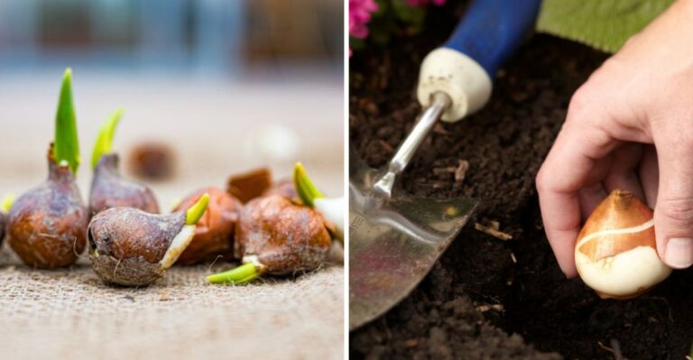 The Secret To Spring Tulips In Alabama Starts In An Unexpected Spot In Your Kitchen