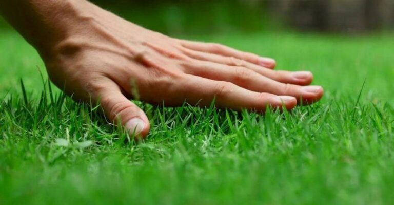 Should You Fertilize Florida Zoysia Grass In September? Don’t Assume The Answer Is Yes