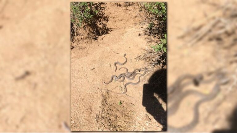 Baby Rattlesnakes Are Easy To Miss In Arizona Yards This September – Here’s How To Spot Them First