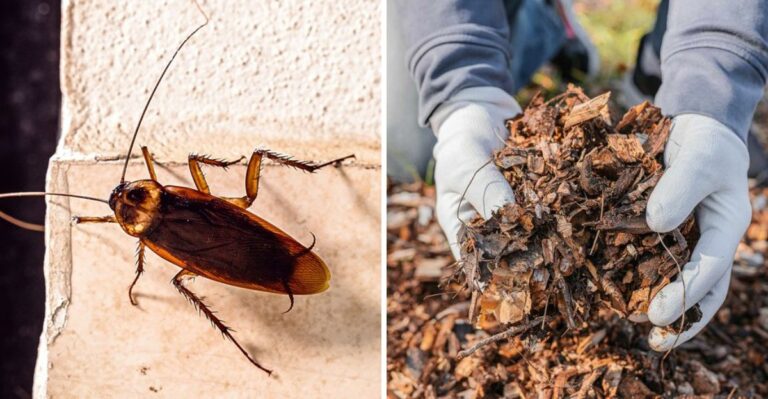 Pennsylvania Mulch Choices That Make Roach Problems Worse Around The Foundation