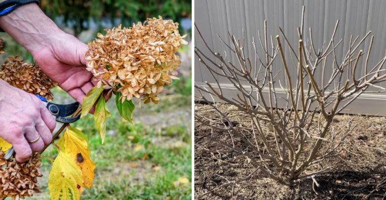 The Late Summer Mistake That Weakens New York Hydrangeas Before Winter