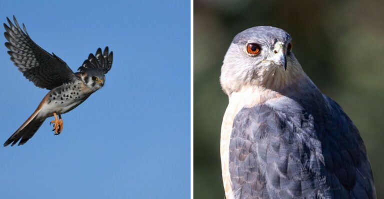 This New Jersey Point Is Seeing Thousands Of Hawks Pass Through Right Now