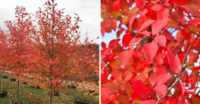 This New Jersey Native Tree Is Turning Scarlet Weeks Before Anything Else In The Yard