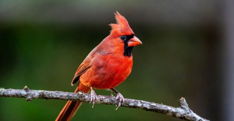 The Florida Plants Cardinals Need More Than Another Bird Feeder This Fall