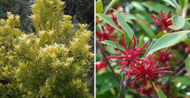The One Thing You Must Do To North Carolina Anise Shrubs Before Fall Ends